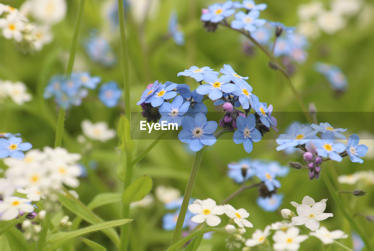 CLOSE-UP OF FLOWERING PLANT ON FIELD