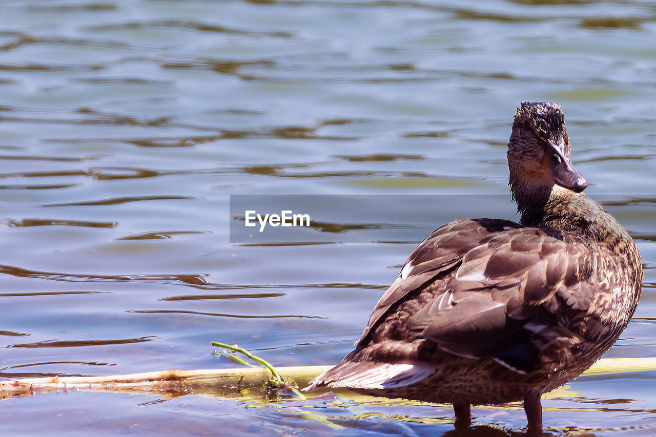 CLOSE-UP OF DUCK ON LAKE