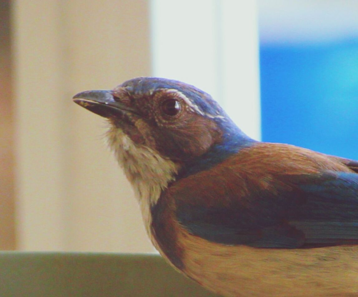 CLOSE-UP OF AN ANIMAL LOOKING AWAY