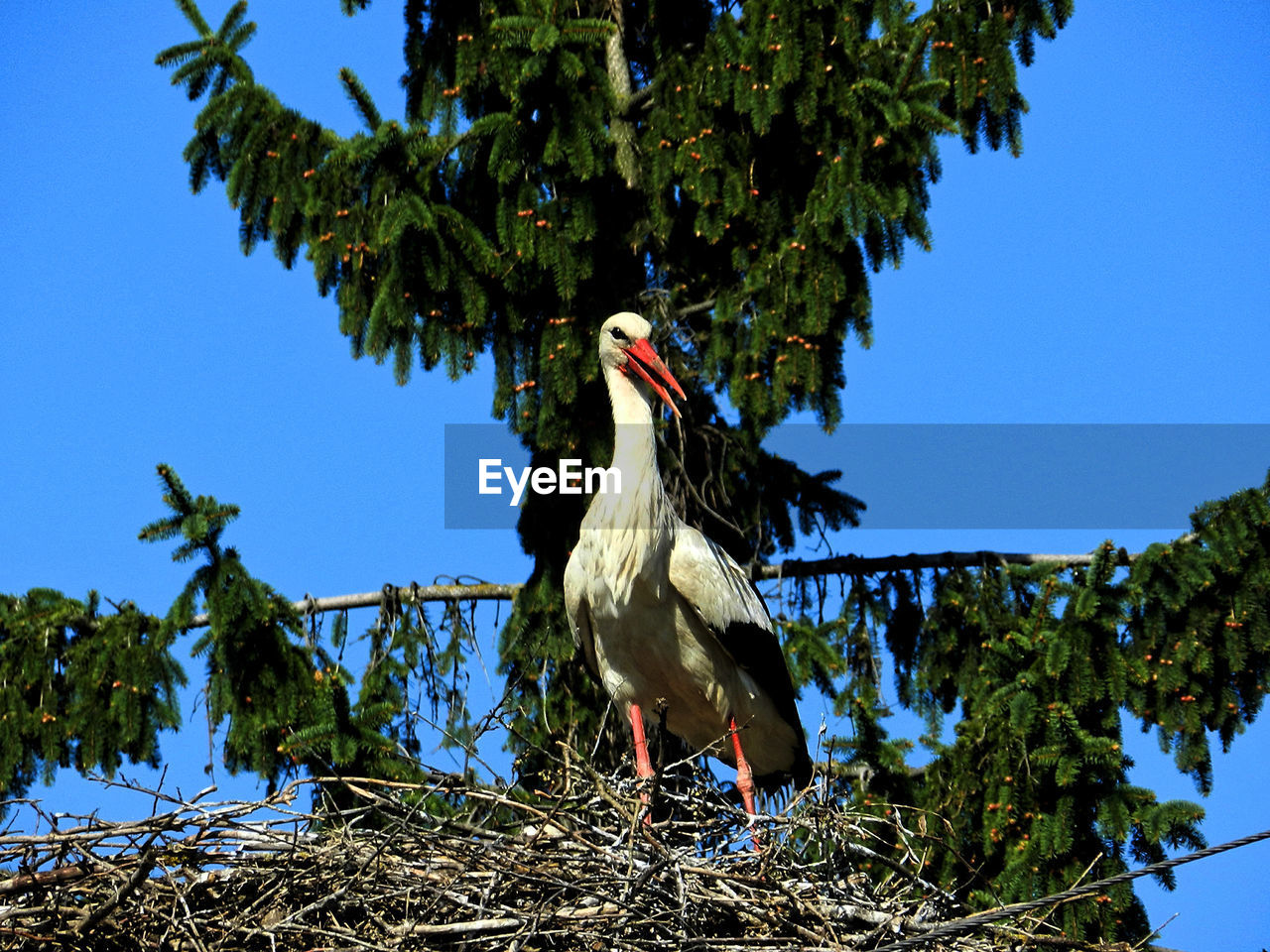 LOW ANGLE VIEW OF BIRD PERCHING ON TREE AGAINST BLUE SKY