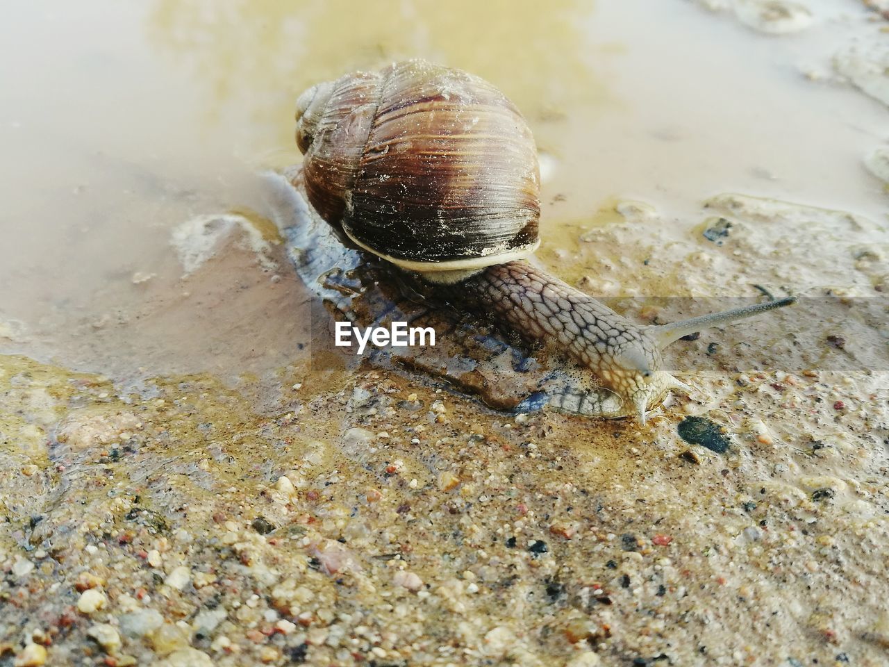 High angle view of snail on shore