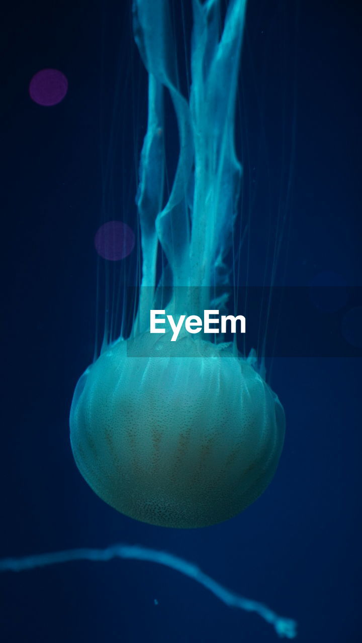 A close-up portrait of floating jellyfish underwater with blue ambience