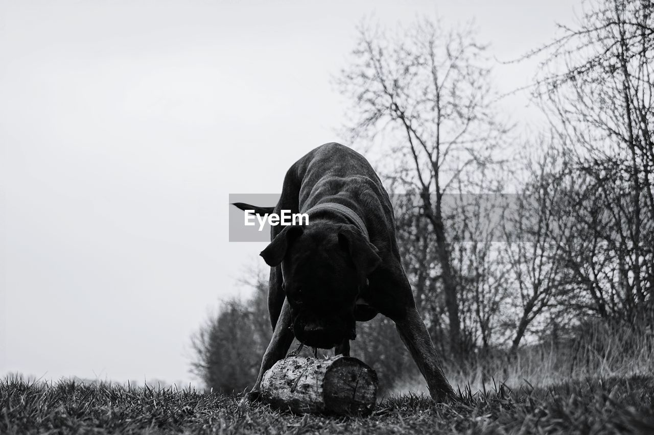 Boxer playing with log on grass in park