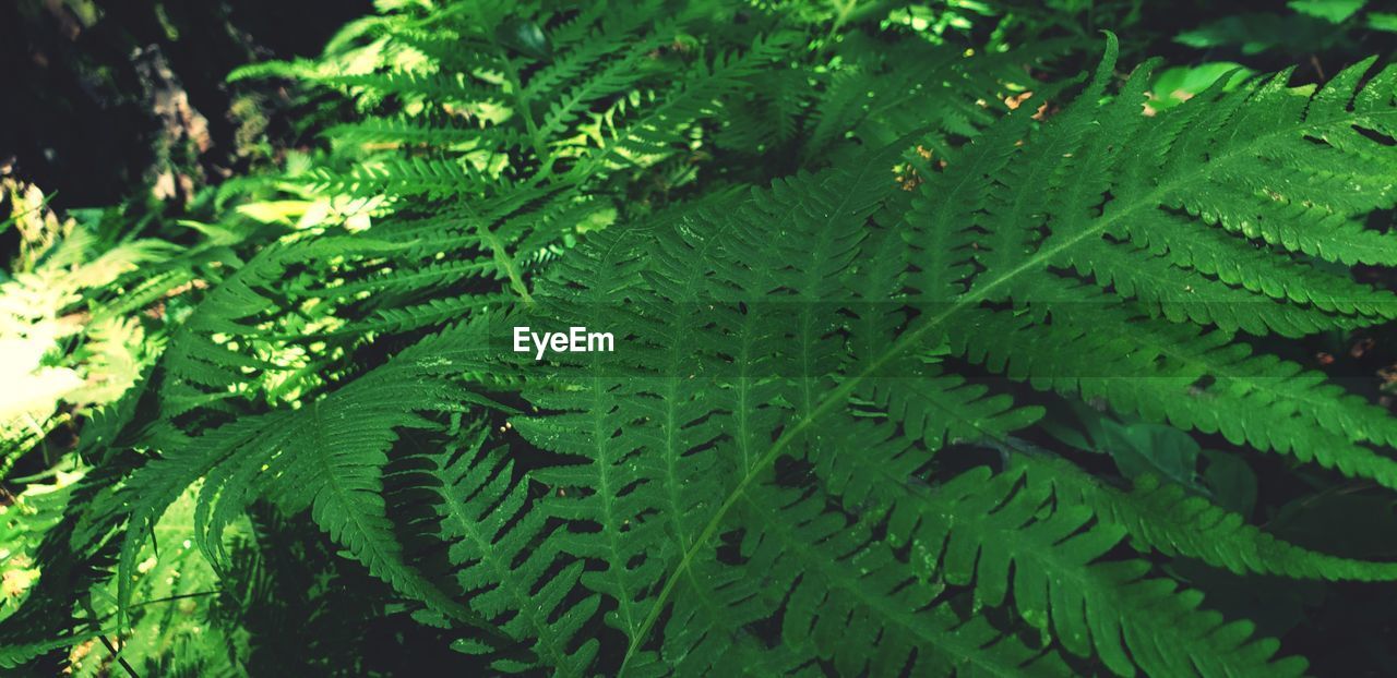 Close-up of fern leaves on tree in forest