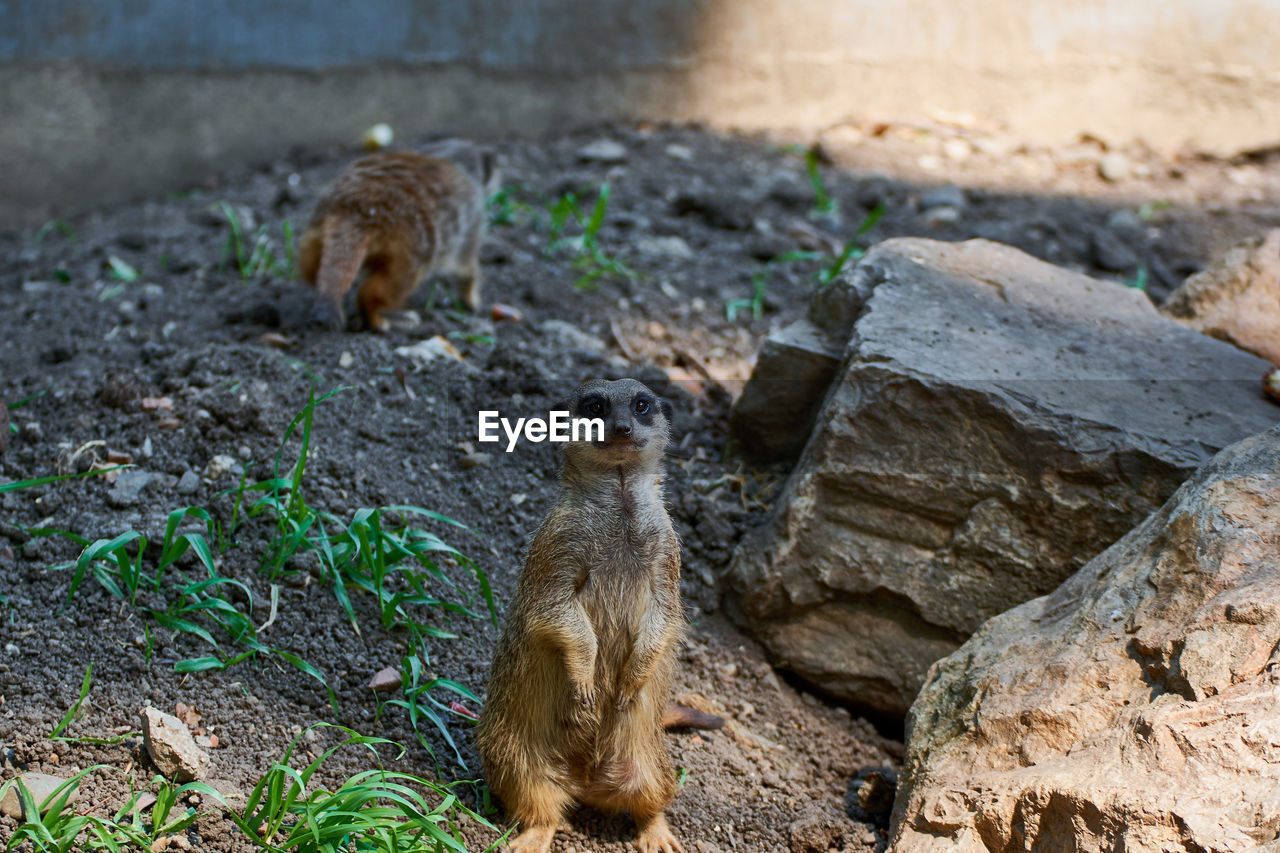 Suricate standing on the rock