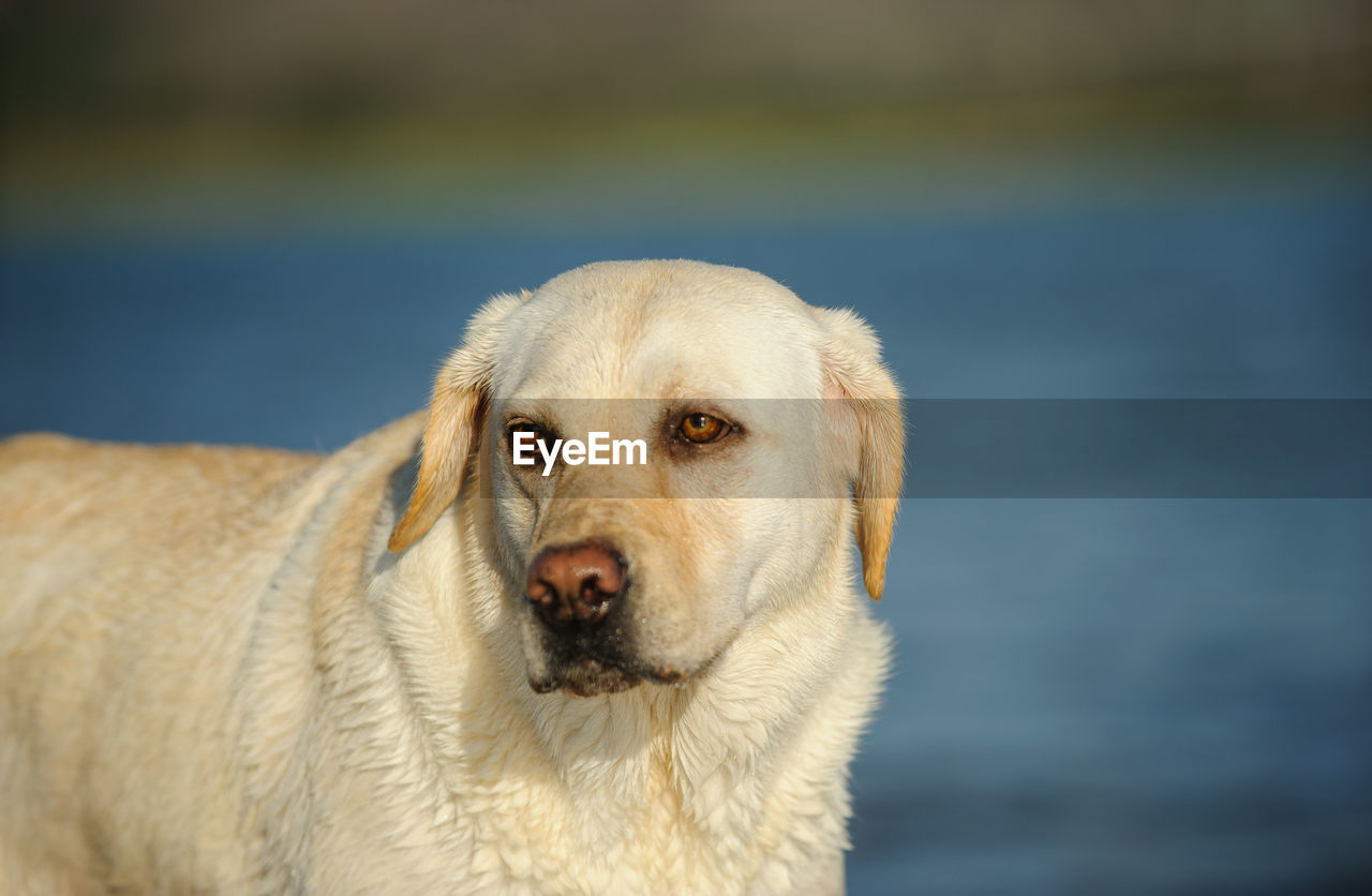 Labrador retriever looking away against lake