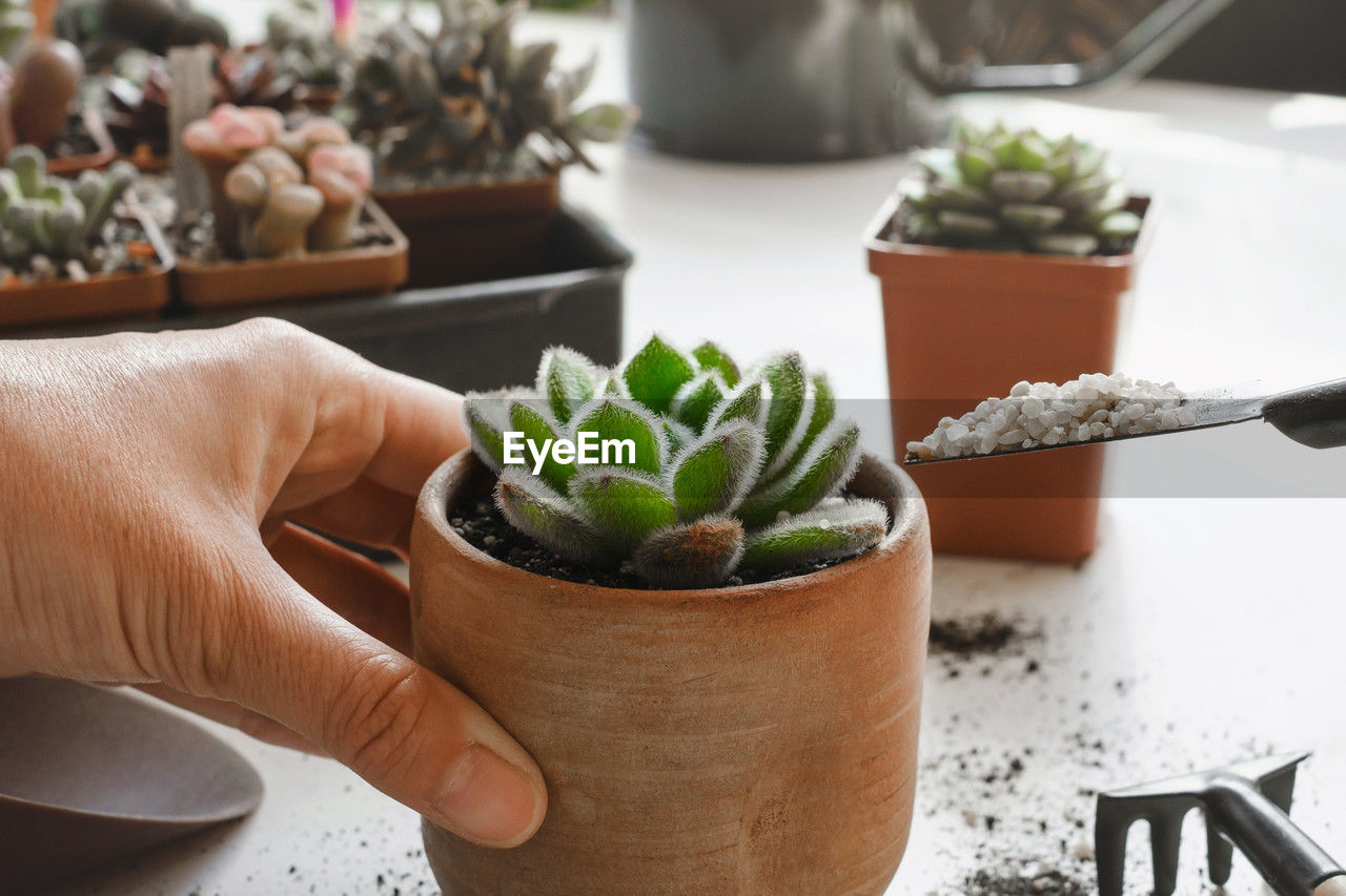 cropped hand of woman holding potted plant on table