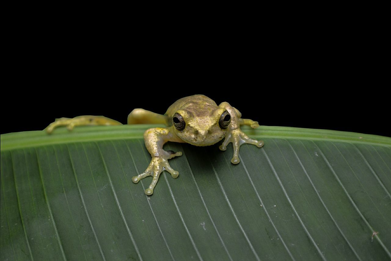 CLOSE-UP OF LIZARD ON BLACK BACKGROUND