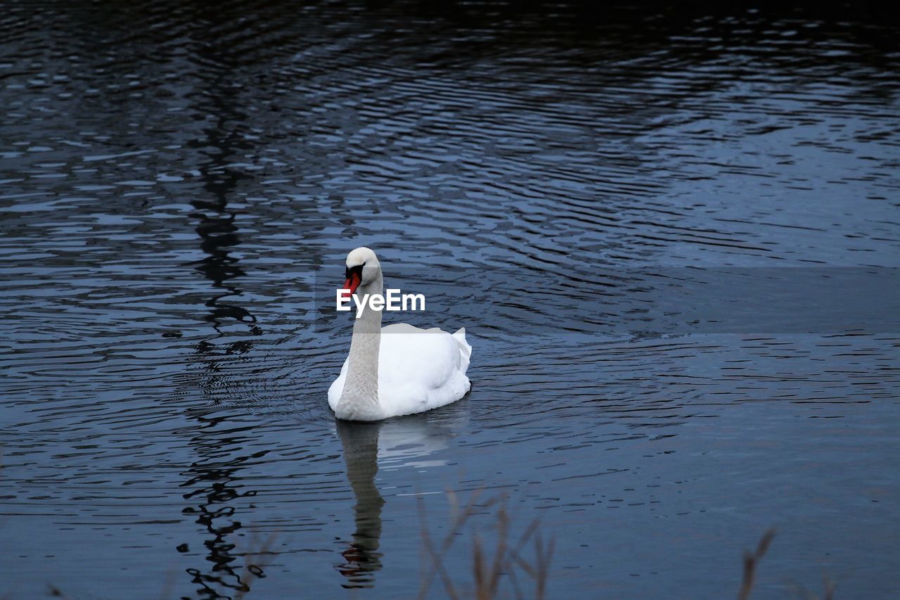 Swan swimming in blue water.