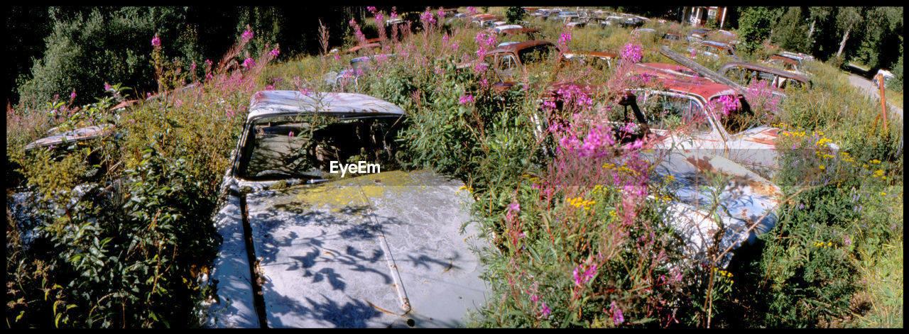 PLANTS AND WATER IN PARK