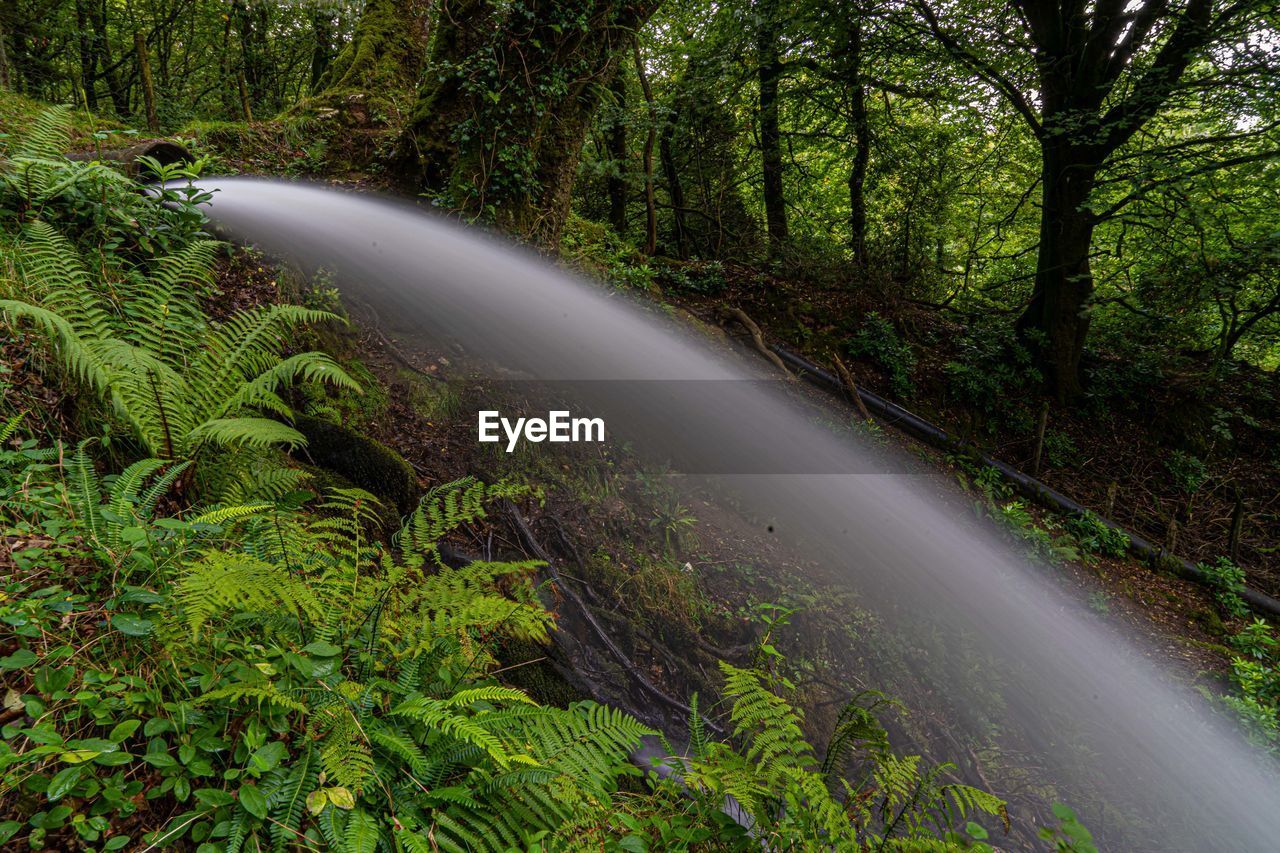 Running water through forest with long exposure to create blurred water effect 