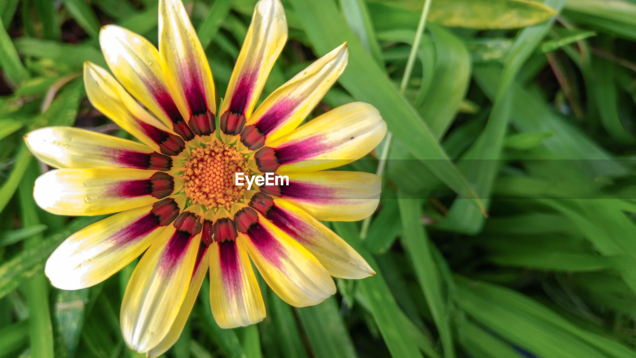 CLOSE-UP OF FLOWER WITH GREEN LEAF