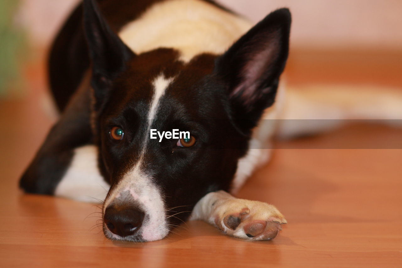 Close-up portrait of dog on hardwood floor