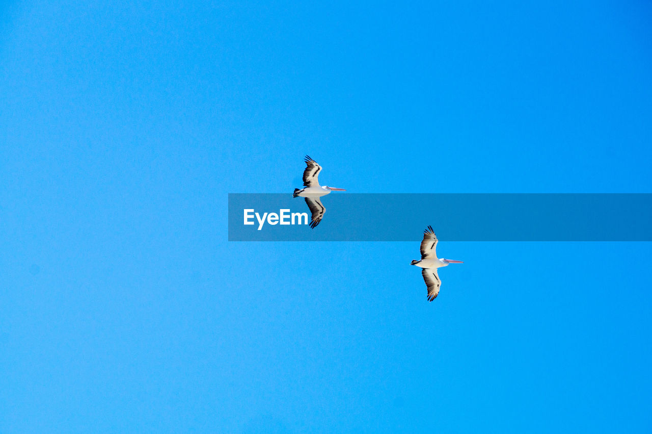 LOW ANGLE VIEW OF SEAGULLS FLYING AGAINST BLUE SKY