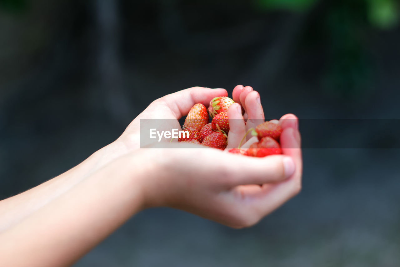 Picking strawberry. close-up hand holding ripe red strawberries on dark blurred background. fruits 