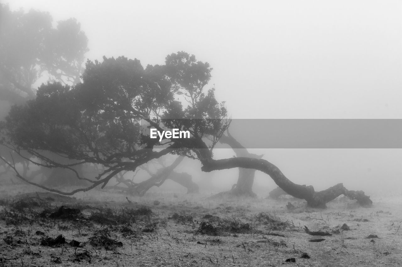 TREE IN FIELD AGAINST SKY