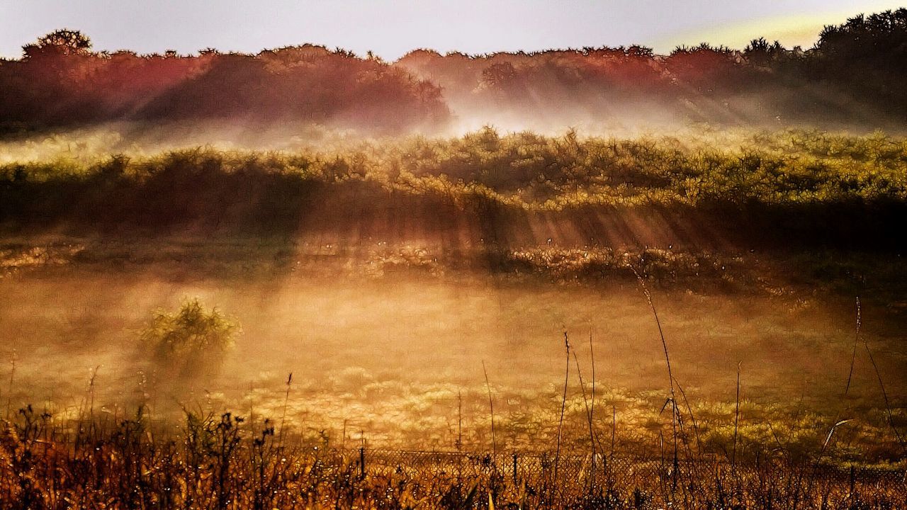 Idyllic view of sunbeam on forest during sunrise