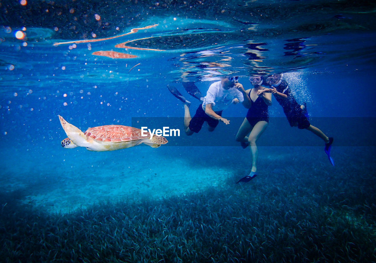 People scuba diving by turtle in sea