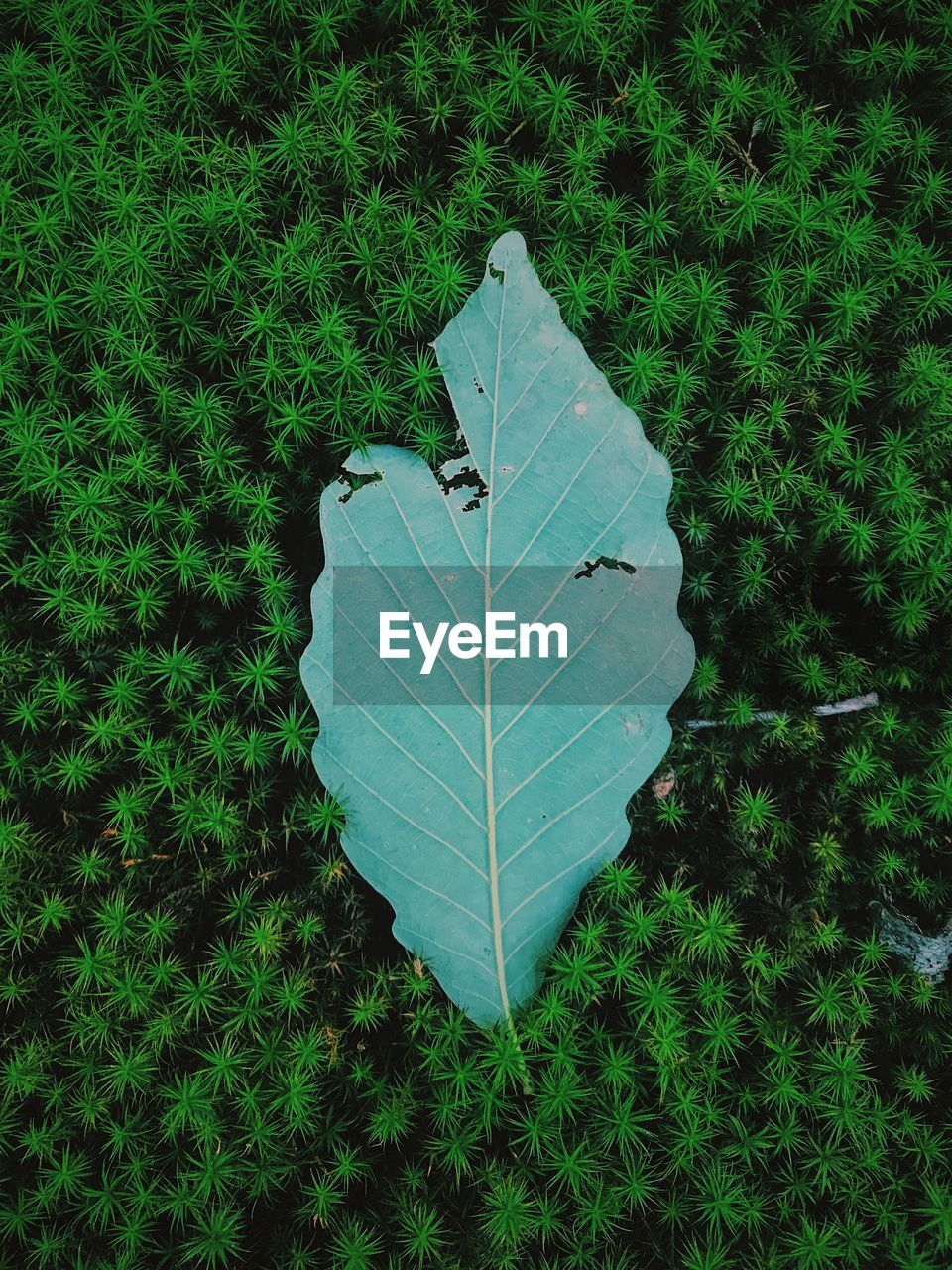 HIGH ANGLE VIEW OF LEAVES ON LAND