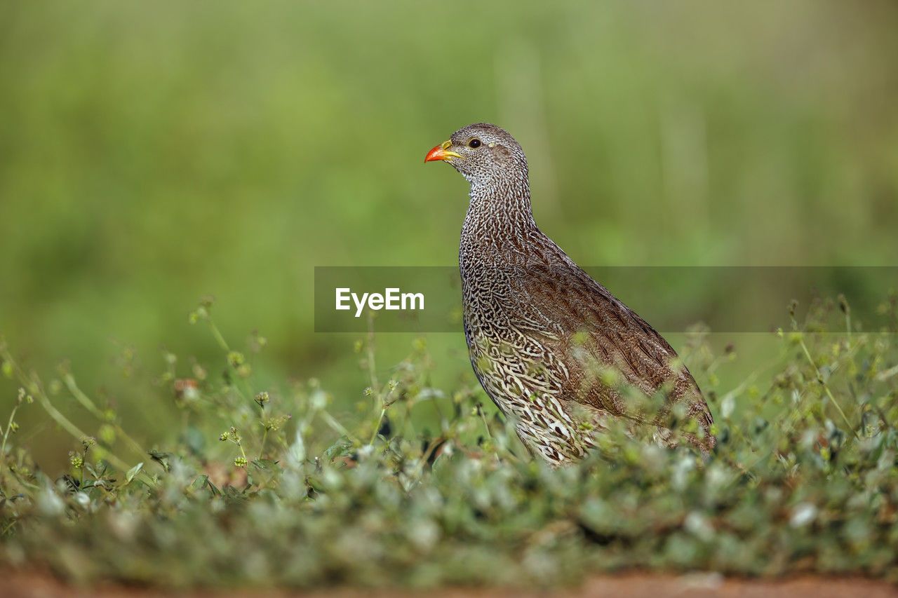 close-up of bird on grassy field