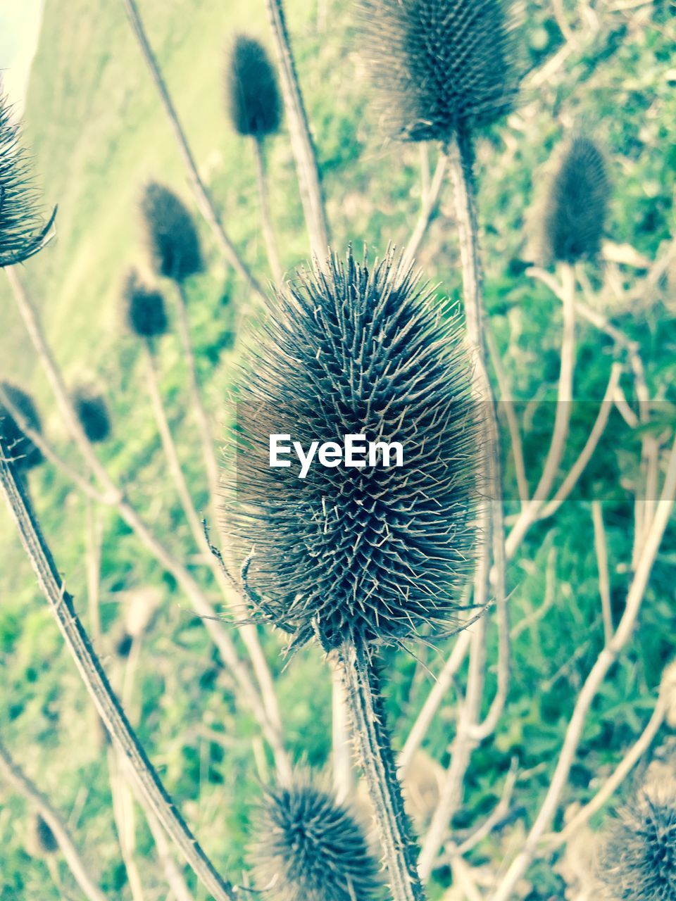 CLOSE-UP OF THISTLE GROWING IN FIELD