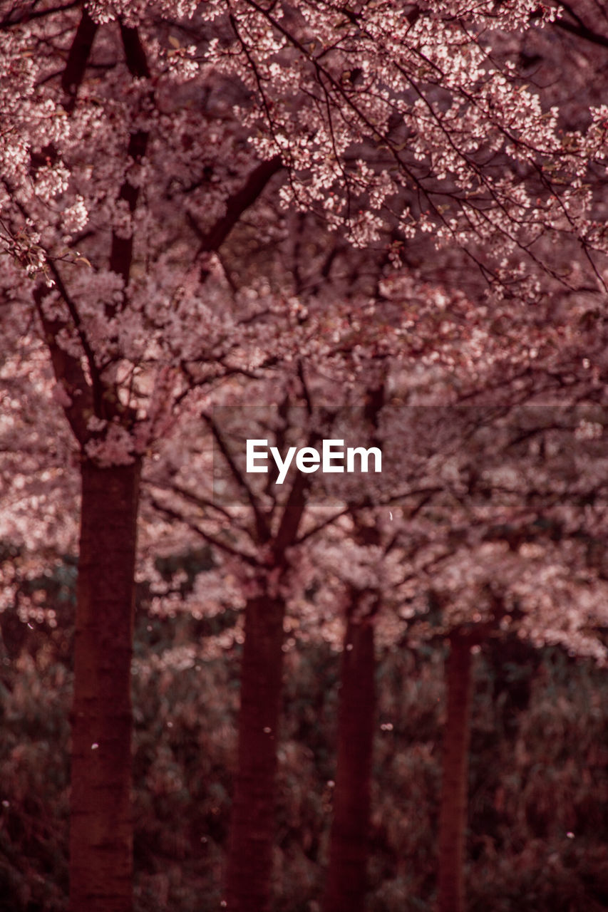 Close-up of cherry blossom tree