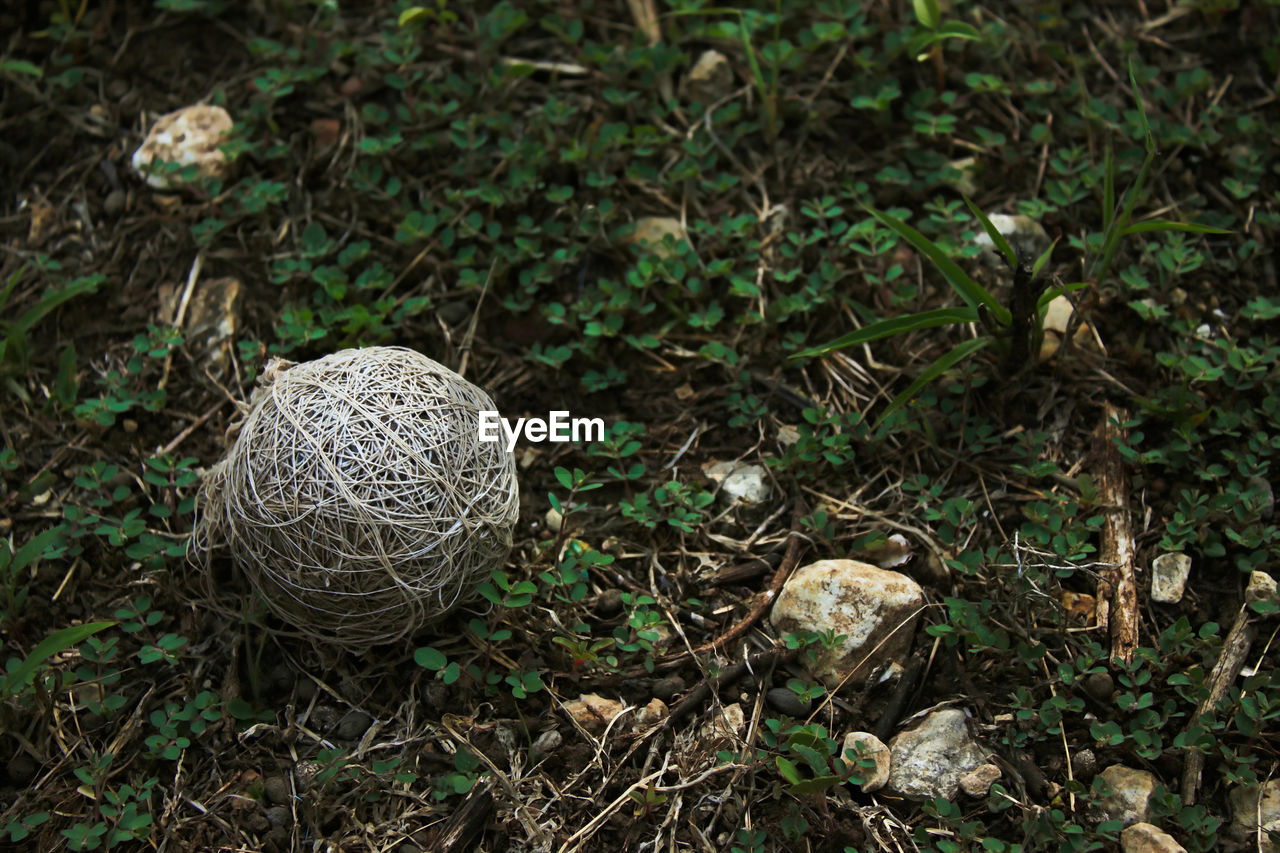 Close-up of plants on field