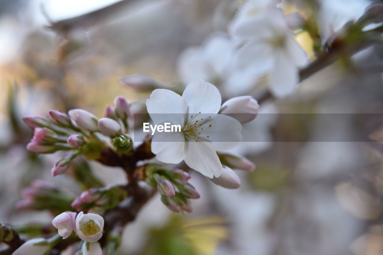 CLOSE-UP OF WHITE CHERRY BLOSSOMS