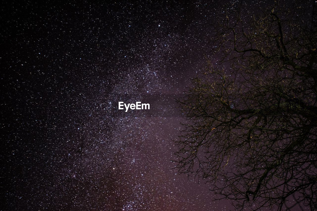 Low angle view of tree against sky at night