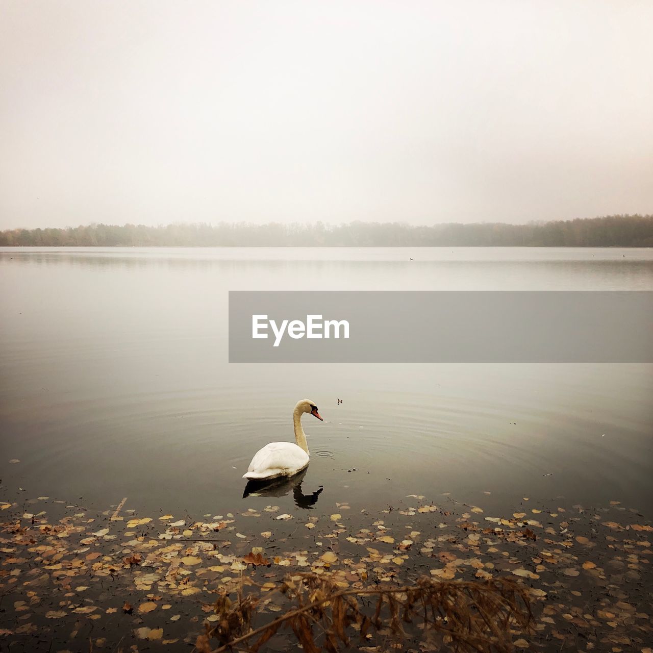 SWAN ON LAKE