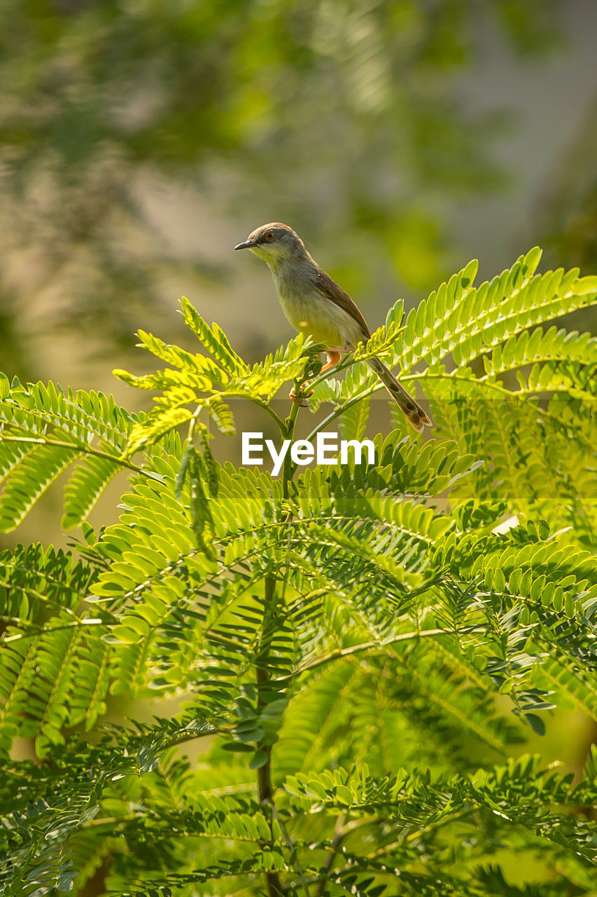 BIRD PERCHING ON TREE