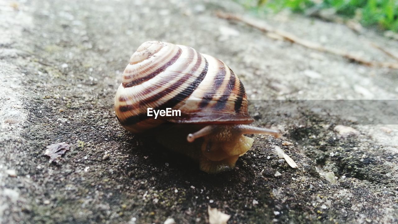 Close-up of snail