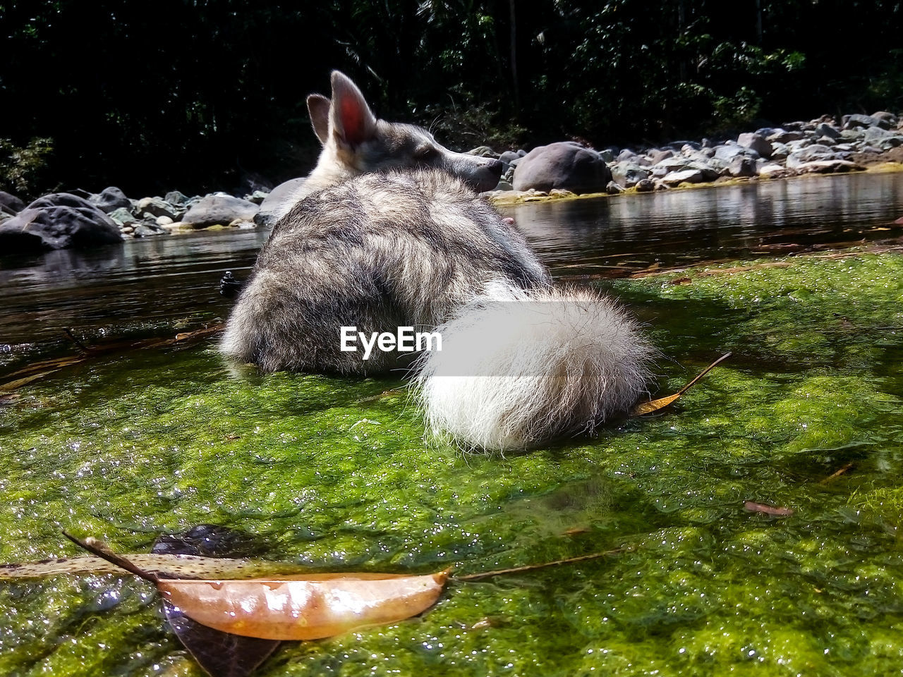 CLOSE-UP OF SHEEP ON GRASS