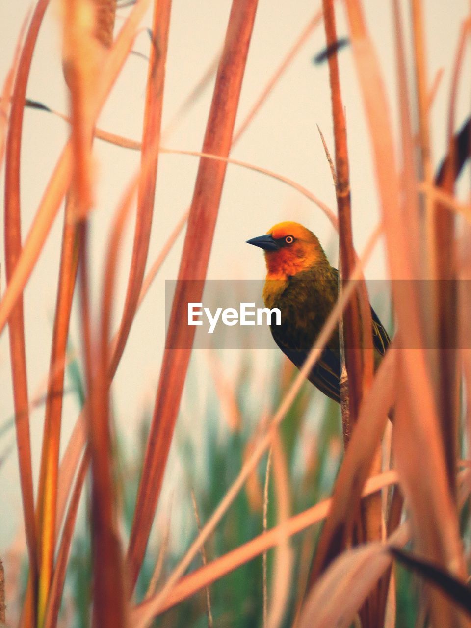 CLOSE-UP OF BIRD PERCHING ON A PLANT