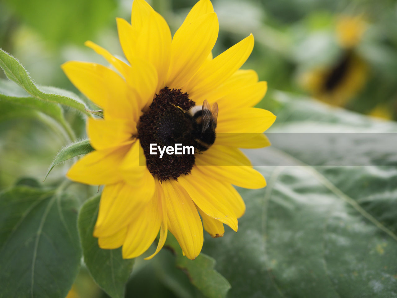 CLOSE-UP OF INSECT ON YELLOW FLOWER