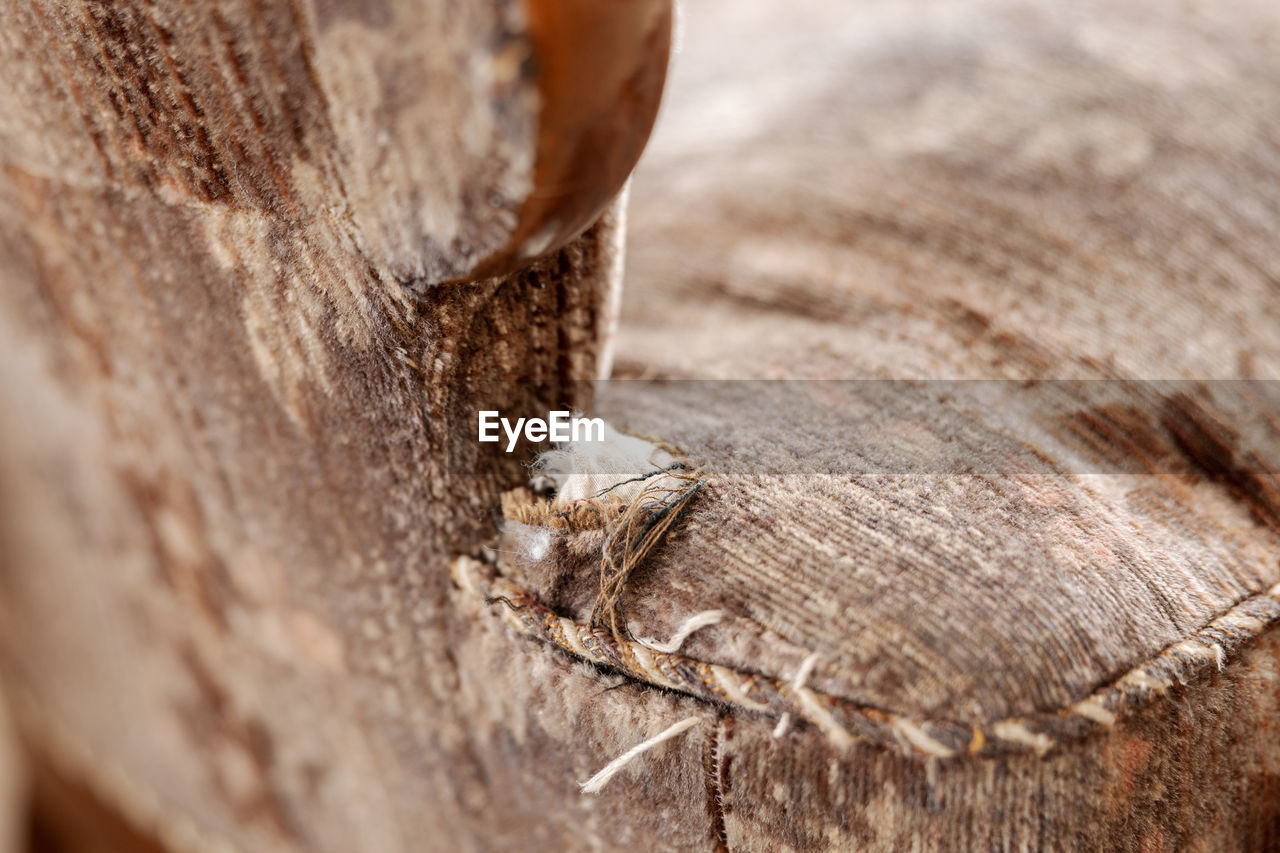 close-up, wood, macro photography, animal, animal themes, no people, animal wildlife, selective focus, one animal, wildlife, nature, textured, insect, tree, day, tree trunk, outdoors, trunk, leaf, brown, soil, animal body part, plant