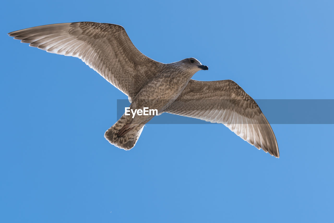 Low angle view of seagull flying against clear sky