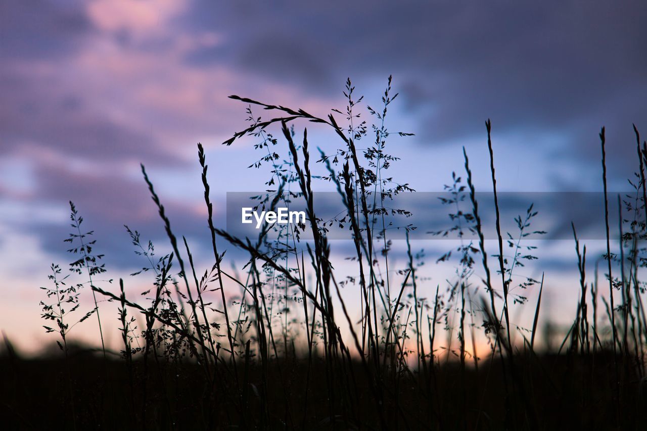 Close-up of silhouette plants on field against sky at sunset