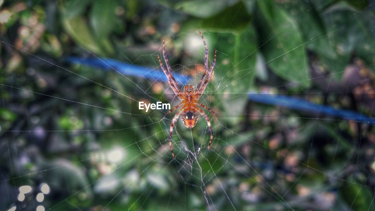 Close-up of spider on web