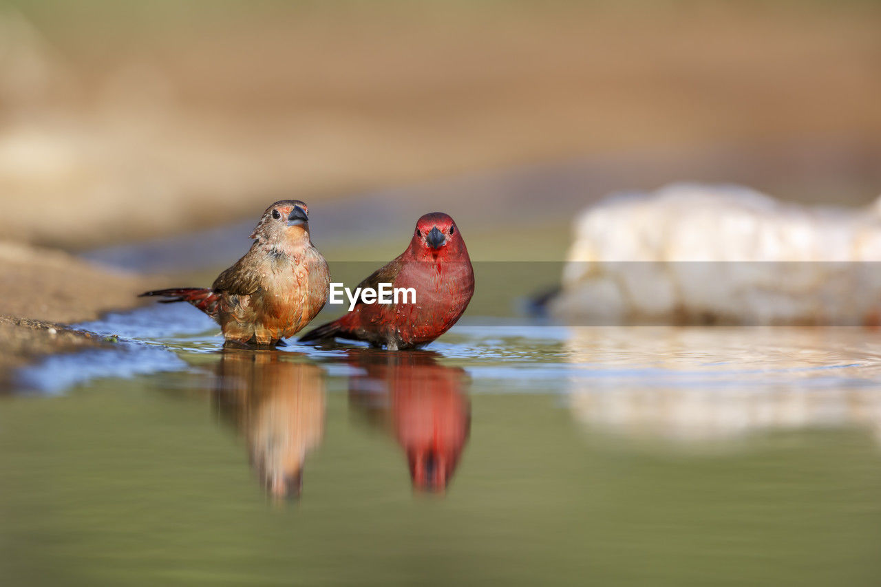 close-up of bird perching on lake