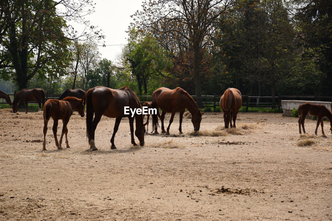 Beautiful hungarian gidran horses and foals in an open, outside barn