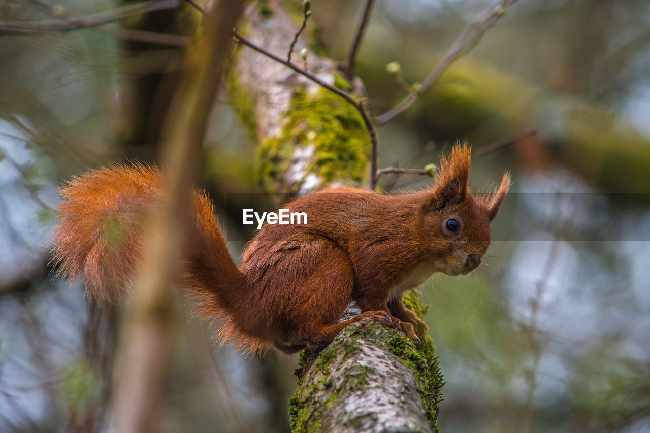 Red squirrel in a tree