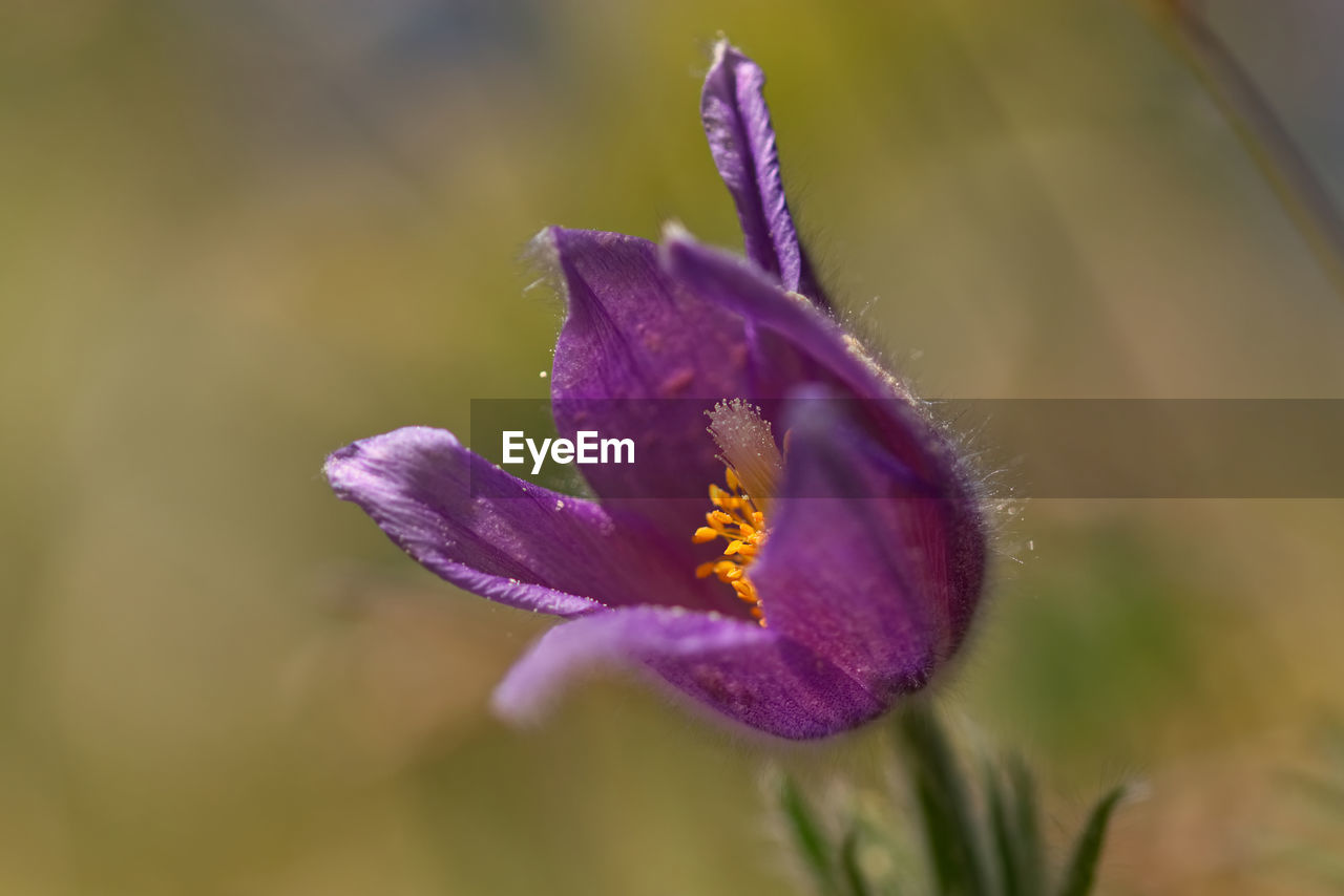 Close-up of purple crocus flower