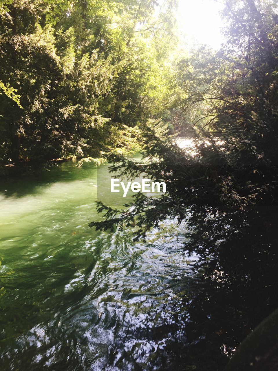 RIVER AMIDST TREES IN FOREST