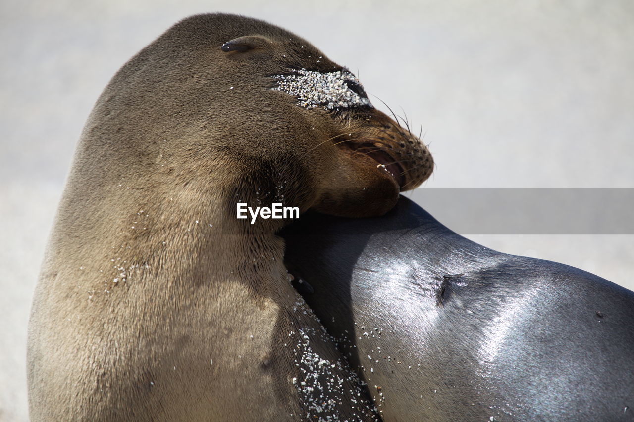 Closeup portrait of two galapagos fur seals arctocephalus galapagoensis kissing and hugging