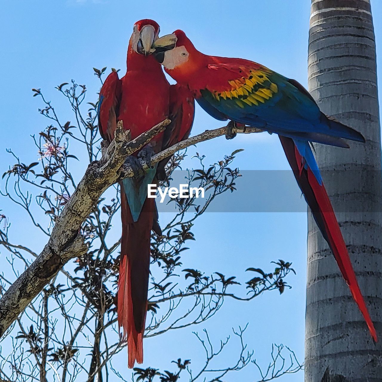 bird, animal, animal themes, pet, parrot, animal wildlife, tree, nature, sky, wildlife, perching, no people, low angle view, branch, blue, red, outdoors, architecture, scarlet macaw, group of animals, plant, day