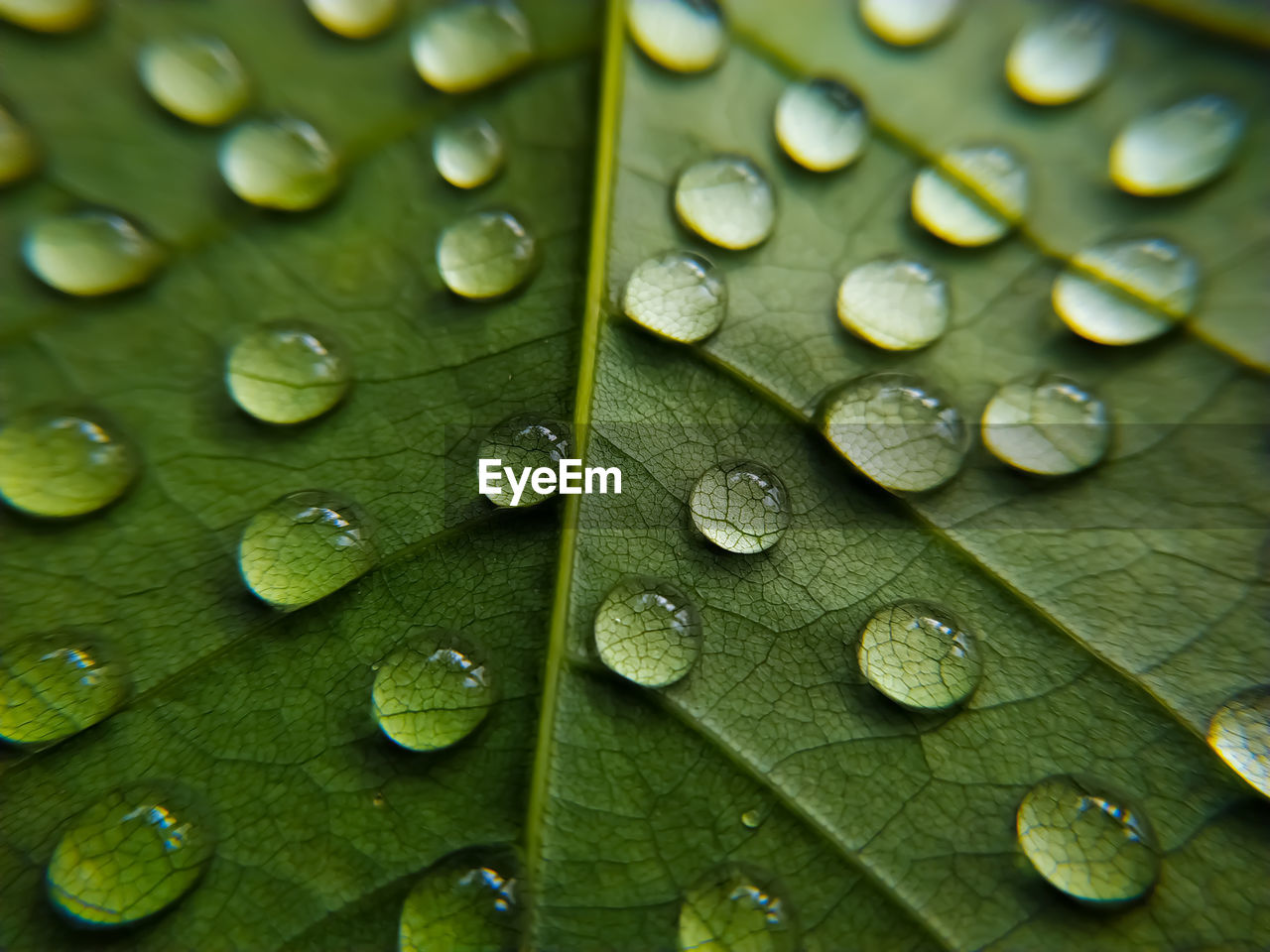 CLOSE-UP OF RAINDROPS ON GREEN LEAVES