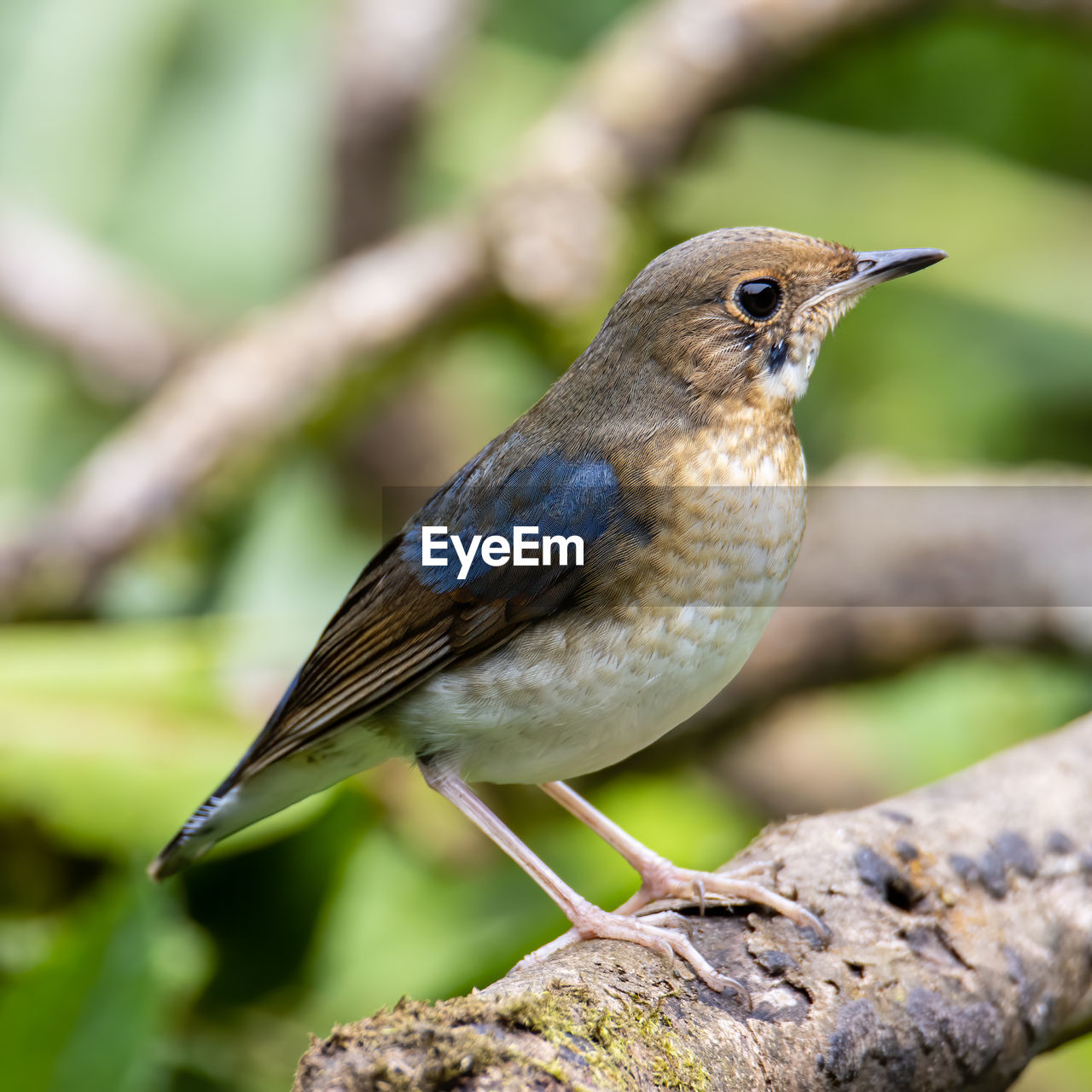 CLOSE-UP OF BIRD PERCHING ON LEAF