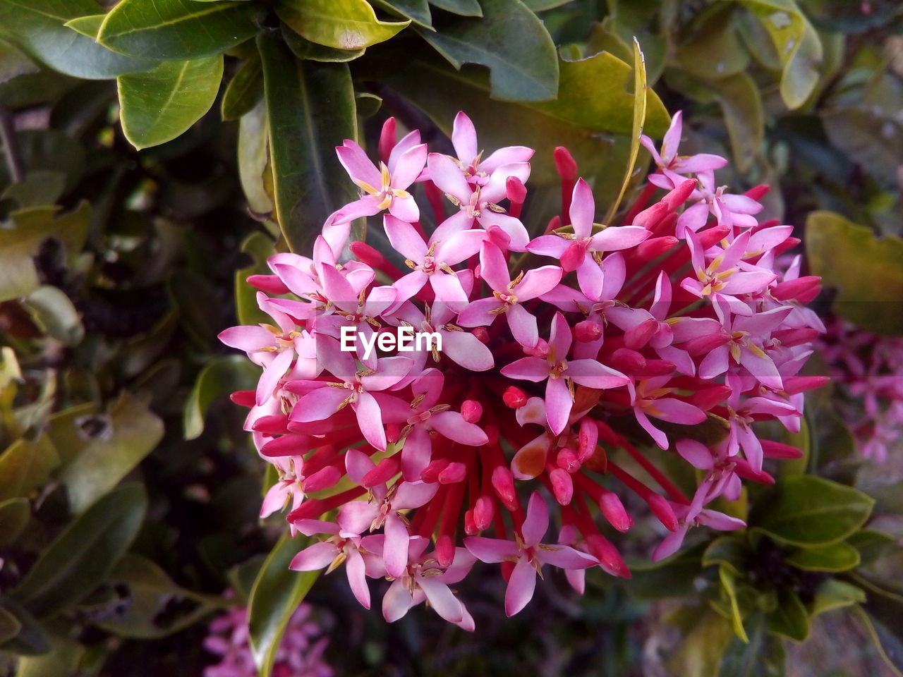 CLOSE-UP OF PINK FLOWERS BLOOMING