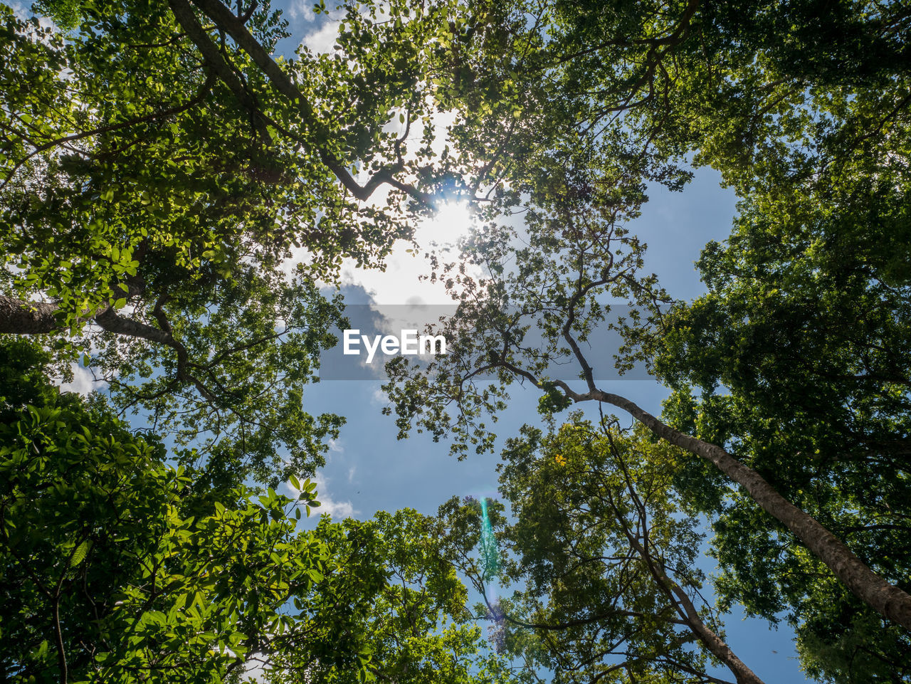 Low angle view of sunlight streaming through trees